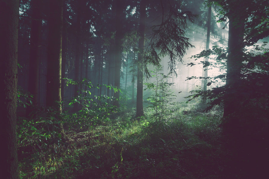 Mental Health: The Foundation of a Thriving Life